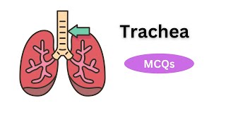 Trachea | MCQs | gross anatomy