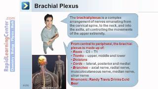 Rapid Learning: Introduction to Skin and Musculoskeletal System