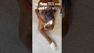 👍🏻 Do you like me? #danithegirlboxer #boxerlove #boxerdog #boxerpuppy #cutedog