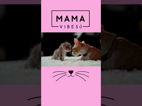 #petlife #petfun #catshorts #shorts #petvideos