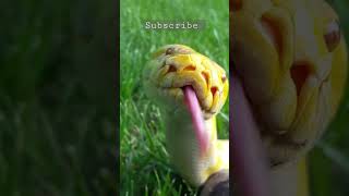 Umm Al quwain zoo : white python # Whitepython #pythonlovers #shorts #viral #trending