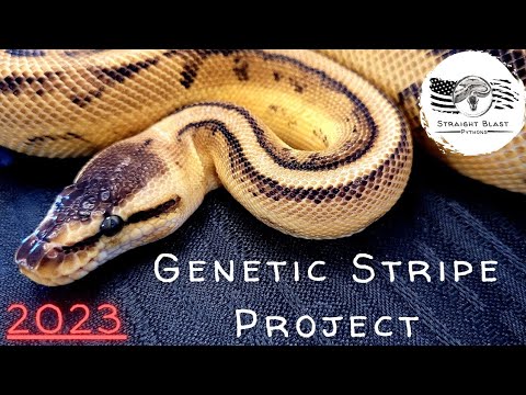 2023 Genetic Stripe Ball Python Project Plans