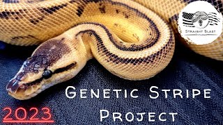2023 Genetic Stripe Ball Python Project Plans