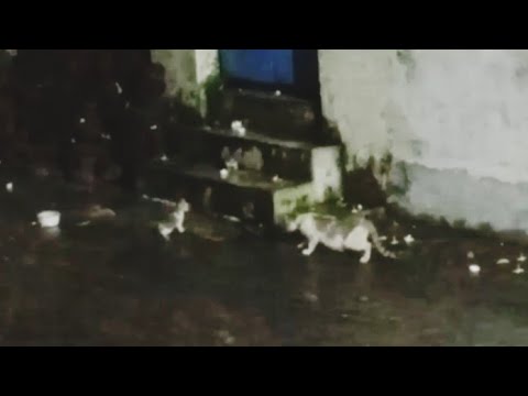 Cat finds abandoned kitties and approaches them