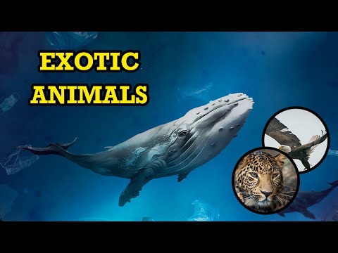 Incredible Creatures: The Most Wonderful Animals In The World You Need to See | Animal Club
