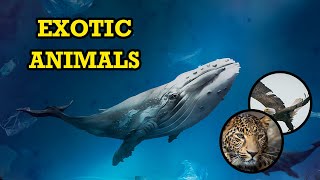 Incredible Creatures: The Most Wonderful Animals In The World You Need to See | Animal Club