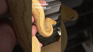 Ultramel Ball Python #teamultramel #shorts #shortsfeed #shortsvideo #reels #fyp #fypシ #ballpythons