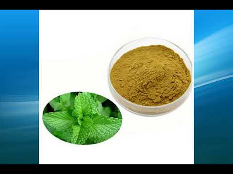 mint leaves Extract supplier,wholesale,factory,bulk
