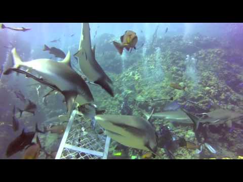 4 day Coral Sea - Thurs 01 AUG 2013