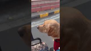 Neo's Ujjain Tour 🤍  #petfriendlytravel #roadtripindia #roadtrips #travel #vacation #dog #pets