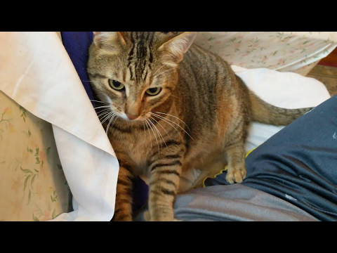 Petting a Fat Cat