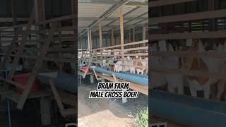 Lifestock_Male Cross Boer. #vietnam #vietnamculture #goatfarming #goat #aqiqah #kambing #cheapgoat