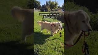 You know you have a Golden Retriever when... #GoldenRetrieverJoy #GoldenMoments