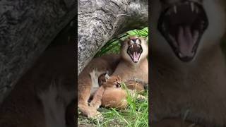 copy 😂 baby copy like mom #respect #funny #amazing #shorts #tranding #ytshorts #cat #viralcontent
