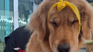 How goldenretriever taking her bath  😂 #goldenritriever #showering #doglover #doglife #dog_features