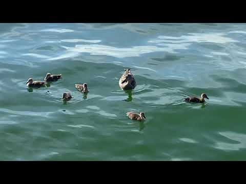 Try to keep your ducks in a row