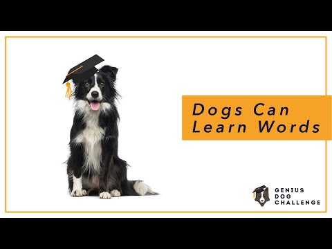 Dogs Can Learn Words - The Genius Dog Challenge