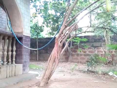 monkey is angree ......