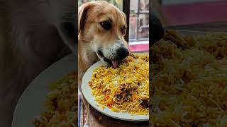 chill dog daliy routine breakfast lunch and dinner don't miss last one