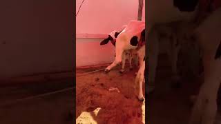 #arabic #bakraeidshorts #eidspecial #cow #goat #watermelon-2022 #farmlife