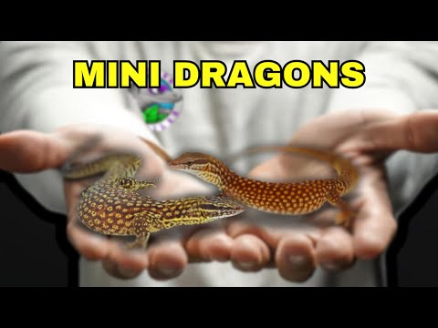 I GOT SOME OF THE WORLDS SMALLEST MONITOR LIZARDS! 🔥