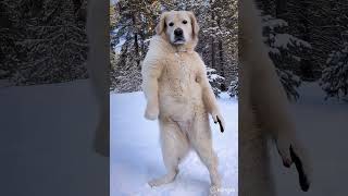 Dancing dog