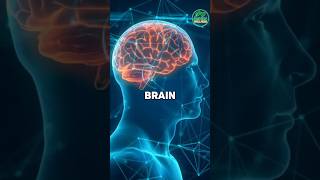 Boost Memory After 60 with This Brain-Healthy Food! #SeniorWellness, #BrainHealth, #MemoryBoost,