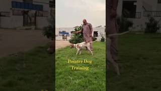 "Mastering the Point: Quick Tips for Training Your Pointer!" @ExplorePotohar