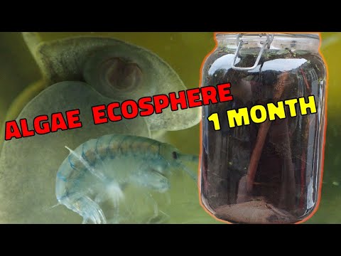 String Algae Ecosphere - 1 Month Update!