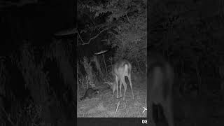 Unusual Friends! #naturecomedy #trashpanda #littlebuck #wildlife #whitetail #deer