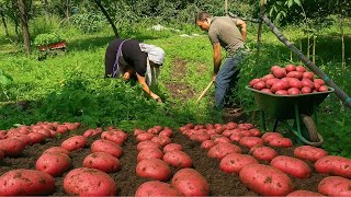 Potato Harvest in the Mountains of Azerbaijan 🥔 1 Hour Relaxing Videos