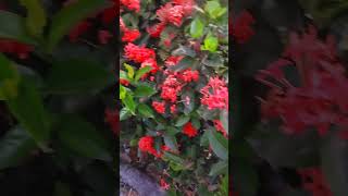 Garden Plus(UGC)X Monkey Studios| Brand Communication | Reels, Shorts, Films, Ads, Digital Marketing