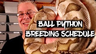 Ball python breeding - The schedule of events!