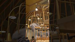 CAT CAFE IN TOKYO, JAPAN ☕🐈✨ #shortreels #catcafe #tokyo #thingstodoinjapan #cat