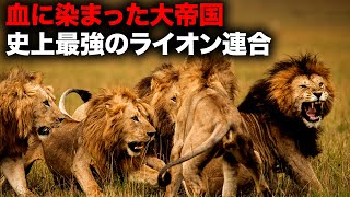 100頭超を殺して空前絶後の帝国を築いたライオン連合「マポホ」【自然】