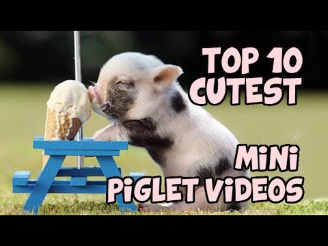 TOP 10 CUTEST MINIPIG COMPILATION