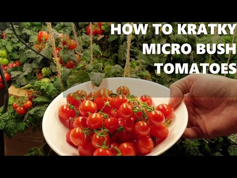 Grow Microbush Tomatoes Indoors | Easy Kratky Hydroponics (No Soil!)