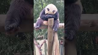 Panda 🐼 Every time I see pandas, I feel better #fyp #funny #panda #cute #pandas #pandababy #foryou