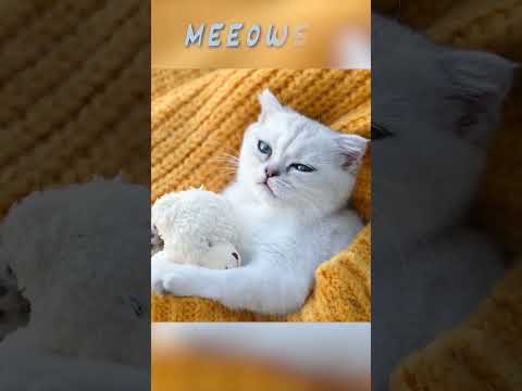 Sleeepy Meeowsic