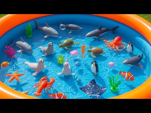 Sea Animals for Kids: Sharks, Clownfish & Jellyfish Adventure | Educational Videos For Toddlers