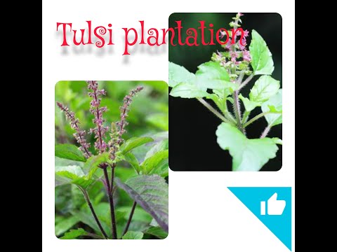 simple# Activity# for a kids# importance of plantation#Tulsi plantation done by Kshitu.....