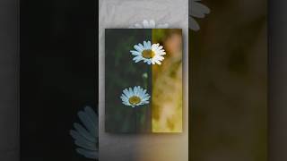 SNAPSEED Photo Editing Malayalam| Moody Dark | #shorts #malayalam #tutorial #snapseedmalayalam