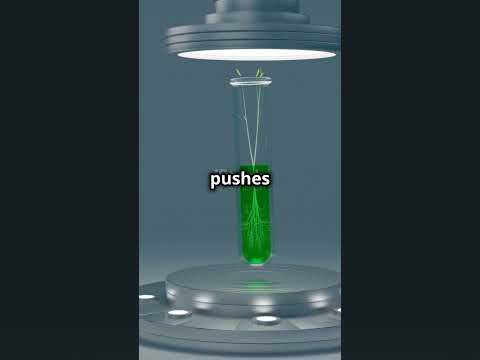 The Science Behind How a Seed Grows into a Plant | Truthly