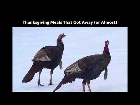 Thanksgiving Meals That Got Away (or Almost)