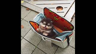 somebody get me out of this | Puppy | Cute Stuff