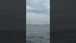 Video of the Day:  Humpback whale spotted off Australian coast