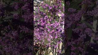 Spring vibes in our garden #spring #springvibes #trending #garden