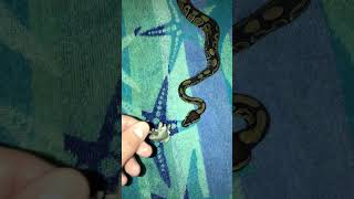 Baby ball python feeding