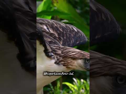 Relaxing Soundscape for Sleep, Meditation, and Peace" | #relaxingsounds #yogaambiance #asmr #nature