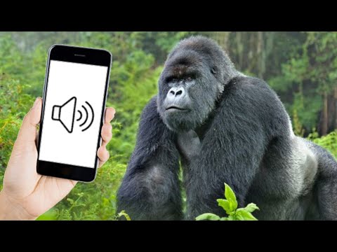 Gorilla Sounds Effect